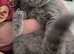 British shorthair for sale