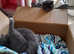 Russian blue babies