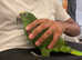 Talking Very Super Affectionate Cuddly Tame Amazon Parrot