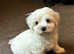 Beautiful Havanese KC Reg'd Puppies 1girl 2 boys