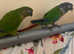 2 M/F Conures