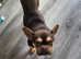 Frenchie