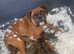 Boxer pups available to reserve! Heart tested parents