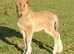 Golden Dun registered colt