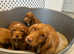 Red cocker spaniel puppies