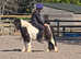 Standard 10.1hh shetland gelding ride and drive