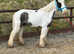 beautiful Lead rein/project pony