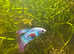 Male betta