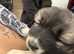 3 beautiful female Caucasian Shepherd puppies