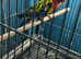 Golden rosella pair Glasgow