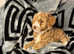 Bordoodle puppies ***1 girl left***