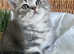 OUTSTANDING TICA ACTIVE BOY (READY NOW)