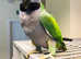Beautiful baby Derbyan Talking parrot