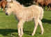 Registered palomino colt