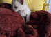 2 left EU bloodlines with International Ch. in pedigrees,Outstanding quality pedigree Burmese kittens