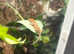 Gecko