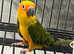 Baby Stunning Sun Conure Parrot,29