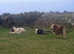 Schooling a Yearling
