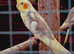 4 young cockatiels for sale