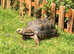 Adult female redfoot tortoise