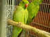 Port Lincoln parrot Indian ringneck