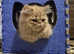 Male Persian Kitten for Loving Home