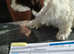 Havanese puppy
