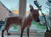 American hairless terrier