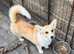 3 corgi for sale Kc reg
