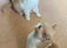 British Shorthaired cream and white kittens