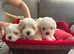 Bison 7 weeks girls