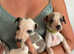 Whippet puppies Ready Now