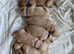 Golden Retriever Puppies - Ready Soon!