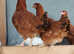 Point of lay British Blacktail brown pullets available now!