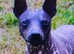 American hairless terriors needs a new home