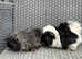 Mickey & Finn looking for a new home.