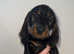 *READYTOLEAVE* Stunning Wirehaired Dachshunds