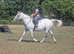 Seasoned hunter 16.3hh irish draught mistress