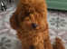 Toy poodle male