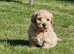 Bichon frise x toy poodle boy
