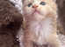 Maine Coon kitten for sale
