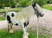 13.1hh Gypsy Cob Family, Dressage, Show, Drive