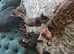 Bengal Mix kittens ready to leave now.