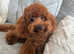 Teddy the cockapoo