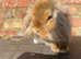 Lionlop male