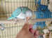 Turquoise/Blue Quaker Parrot