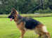 Top Quality Health Tested KC German Shepherd Puppies