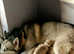 Siberian Husky Puppy's (READY TO LEAVE NOW)