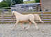 Stunning and Friendly Yearling Gelding