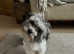 Small 11 month old male coton